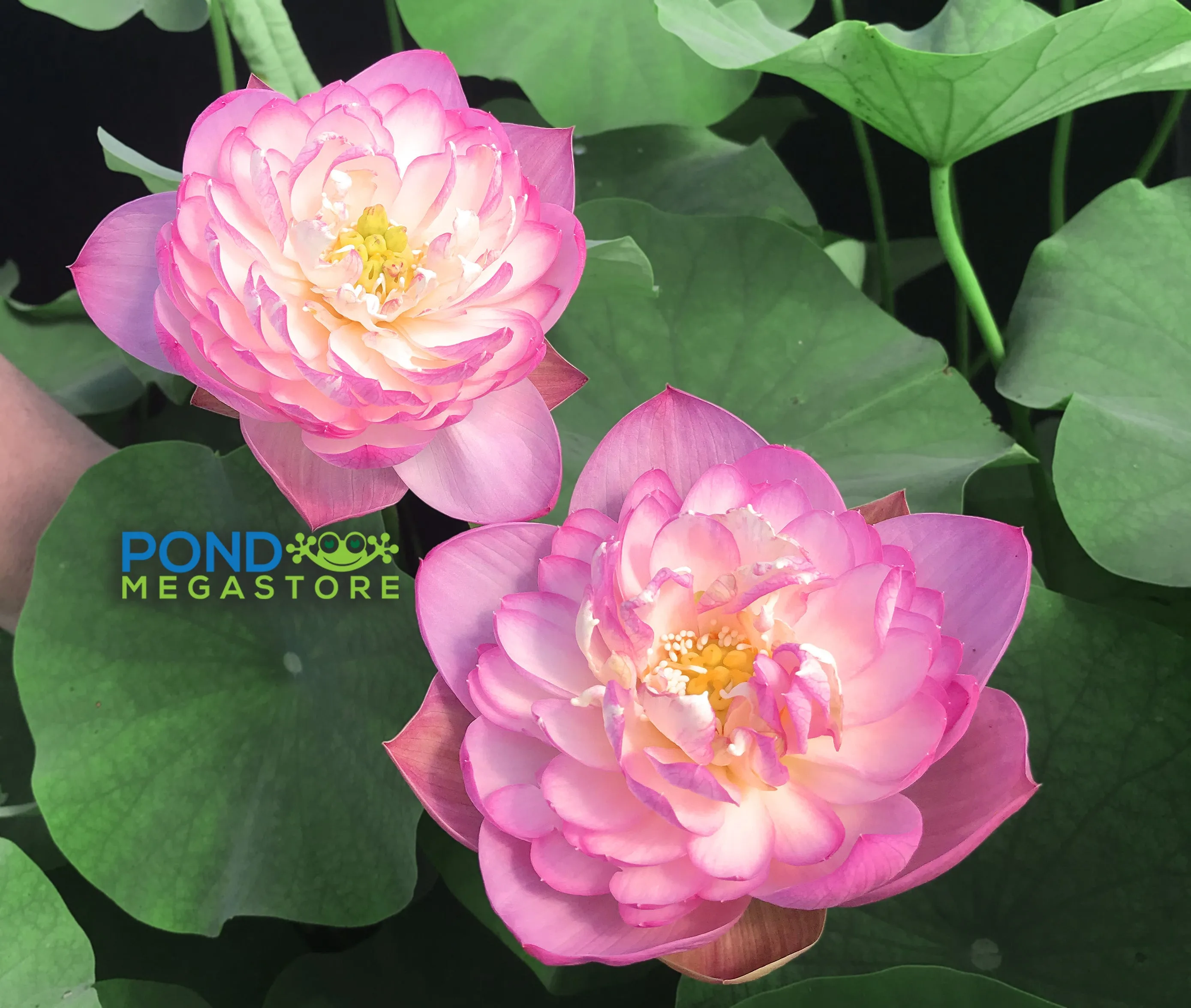 Princess Ellen Lotus<br>Pink blooms fit for a princess!