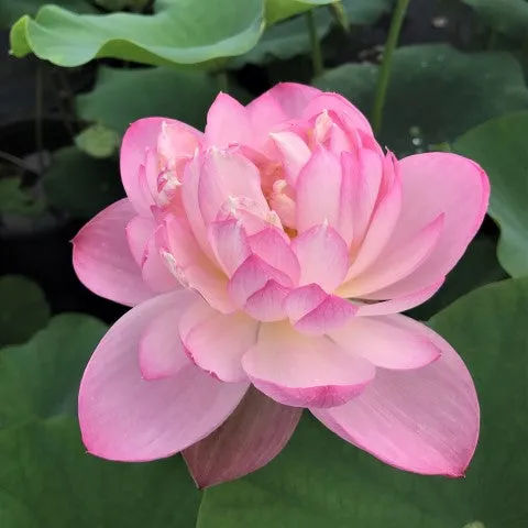 Princess Ellen Lotus<br>Pink blooms fit for a princess!