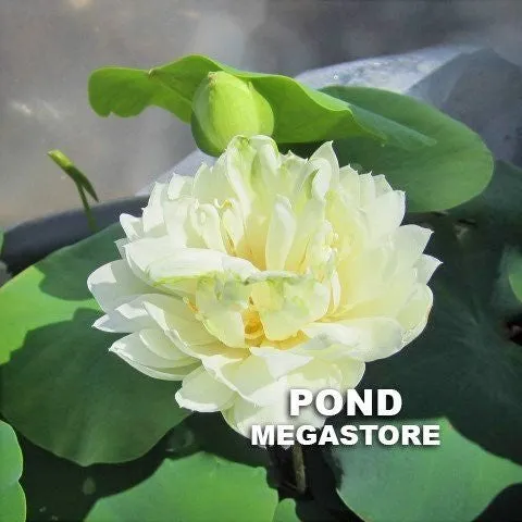 Pure Girl Lotus<br> Exceptionally enchanting white flowers!