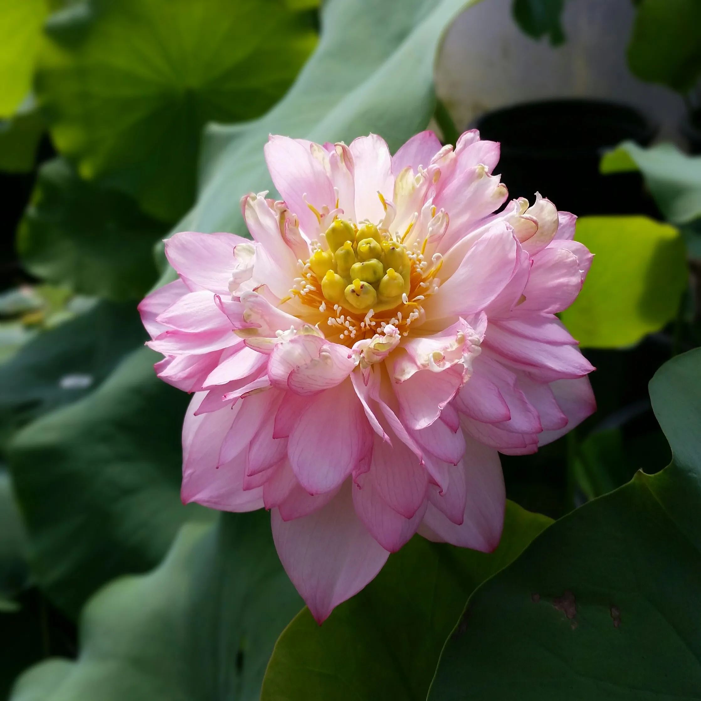 Purple Gold Lotus  <br>  Large blooms with beautiful drape and color!