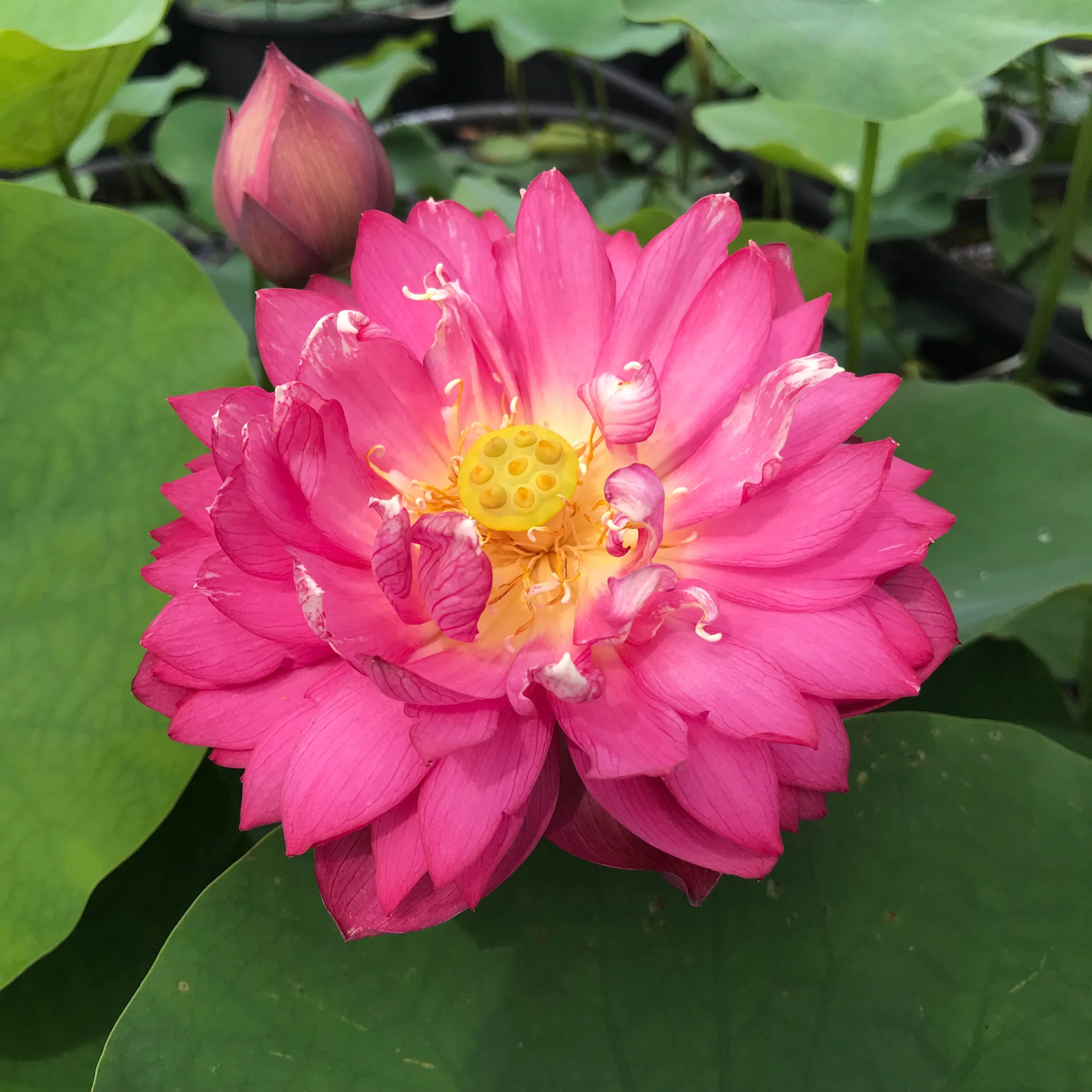 Rose Red Lotus  <br>   Rosy-Red Flowers!