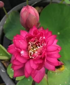 Rose Red Lotus  <br>   Rosy-Red Flowers!