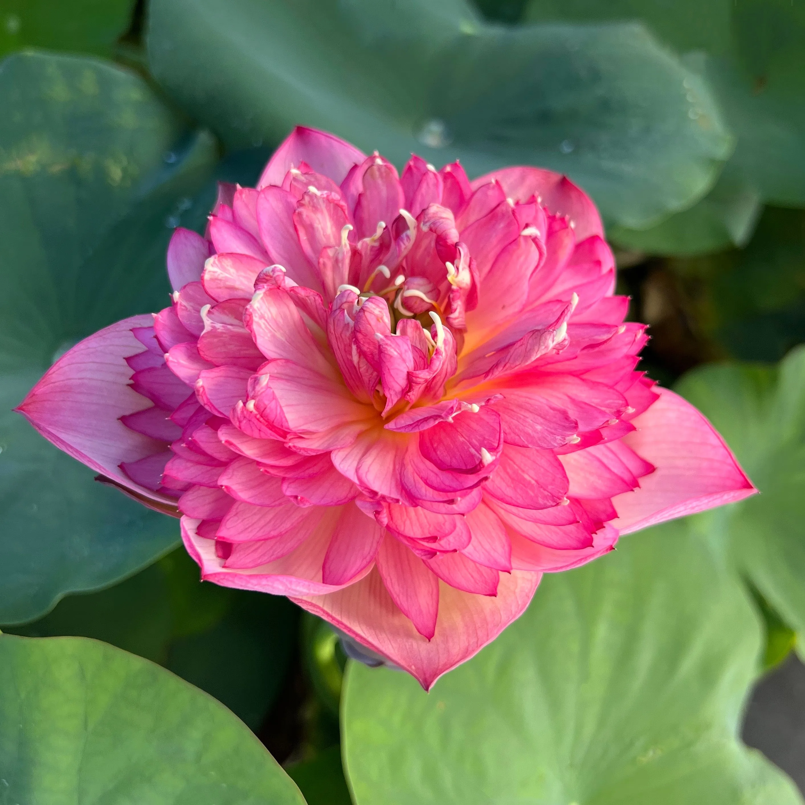 Rosy Red Duplicate Lotus  <br> Resplendent, deep, rich, pink blooms