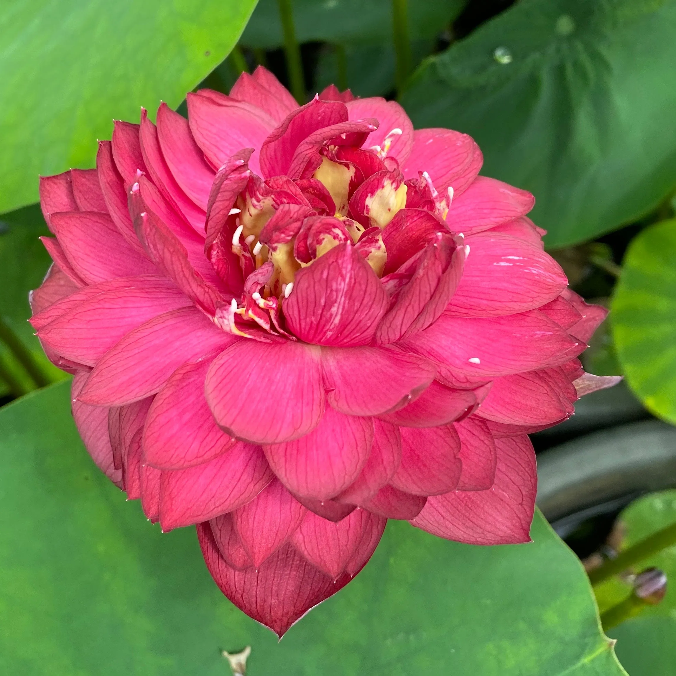 Rubies and Pearls Lotus <br> Tall Lotus-Brilliant Red!