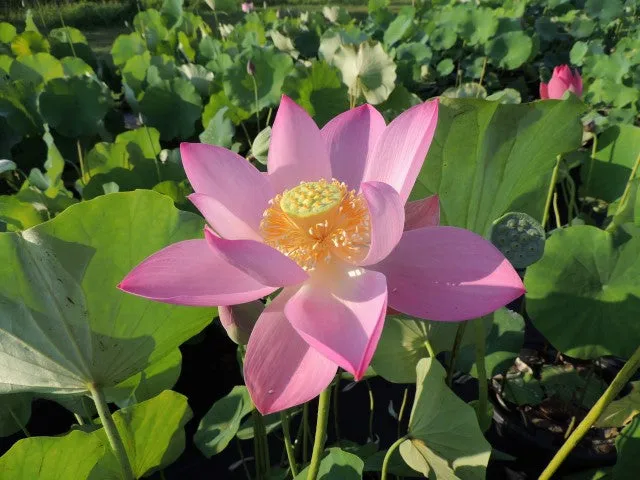 Russian Red Lotus