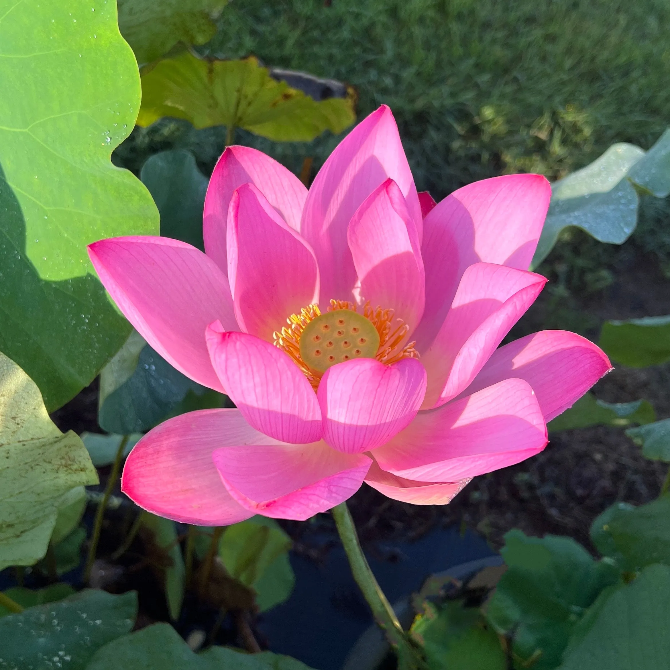 Russian Red Lotus