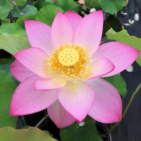 Shin Kago Hash Lotus  <br> Refreshing color on amazing blooms!