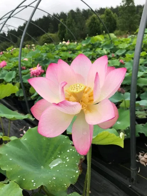 Shin Kago Hash Lotus  <br> Refreshing color on amazing blooms!