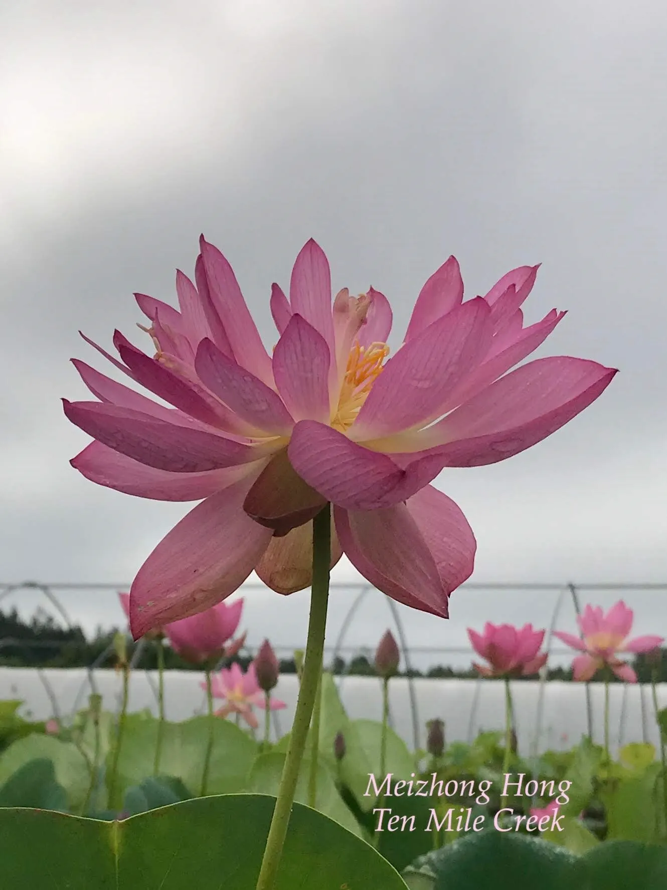 Sino American Red Lotus<br>Easy-Breezy Blooms!