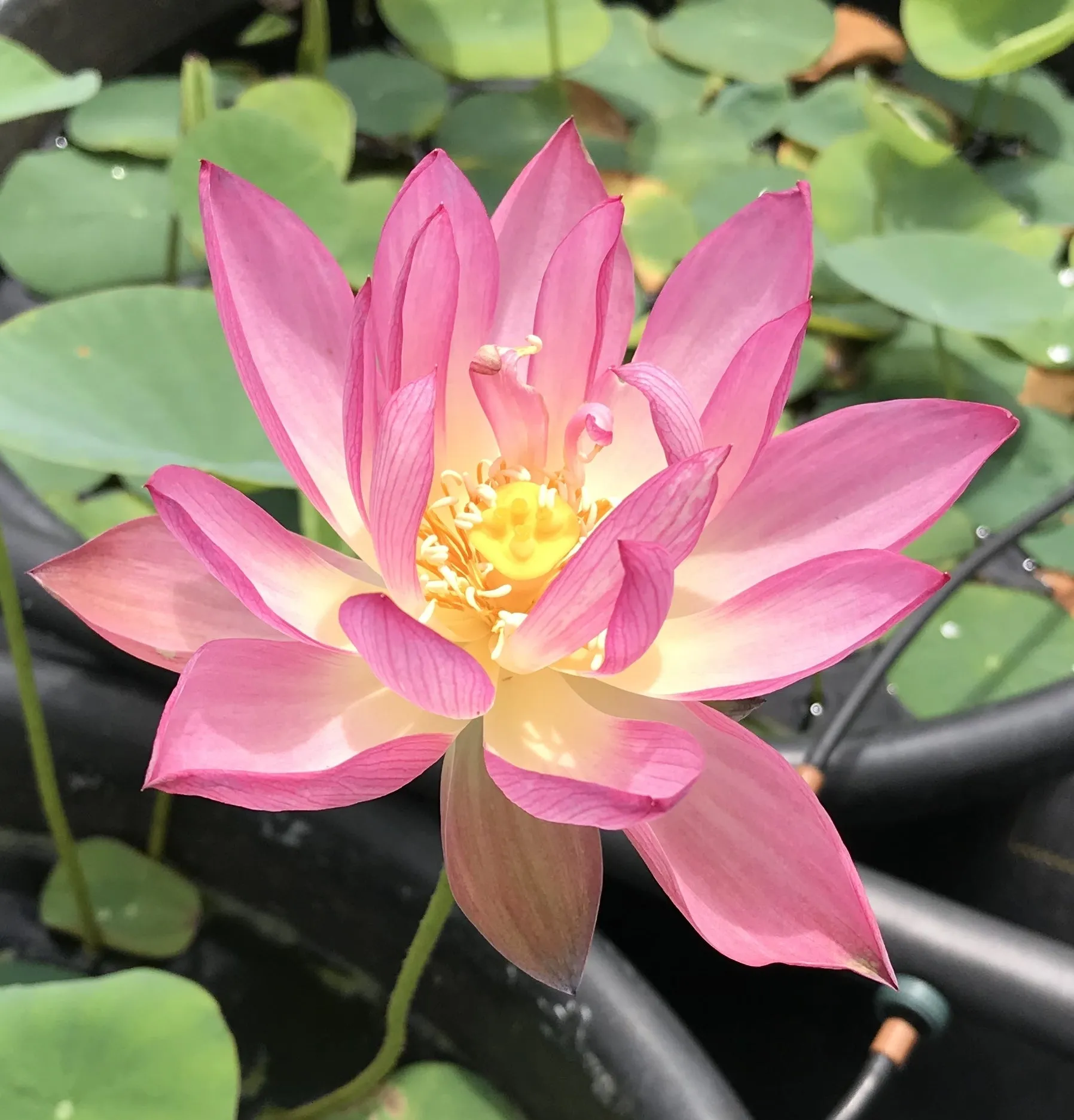 Sino American Red Lotus<br>Easy-Breezy Blooms!