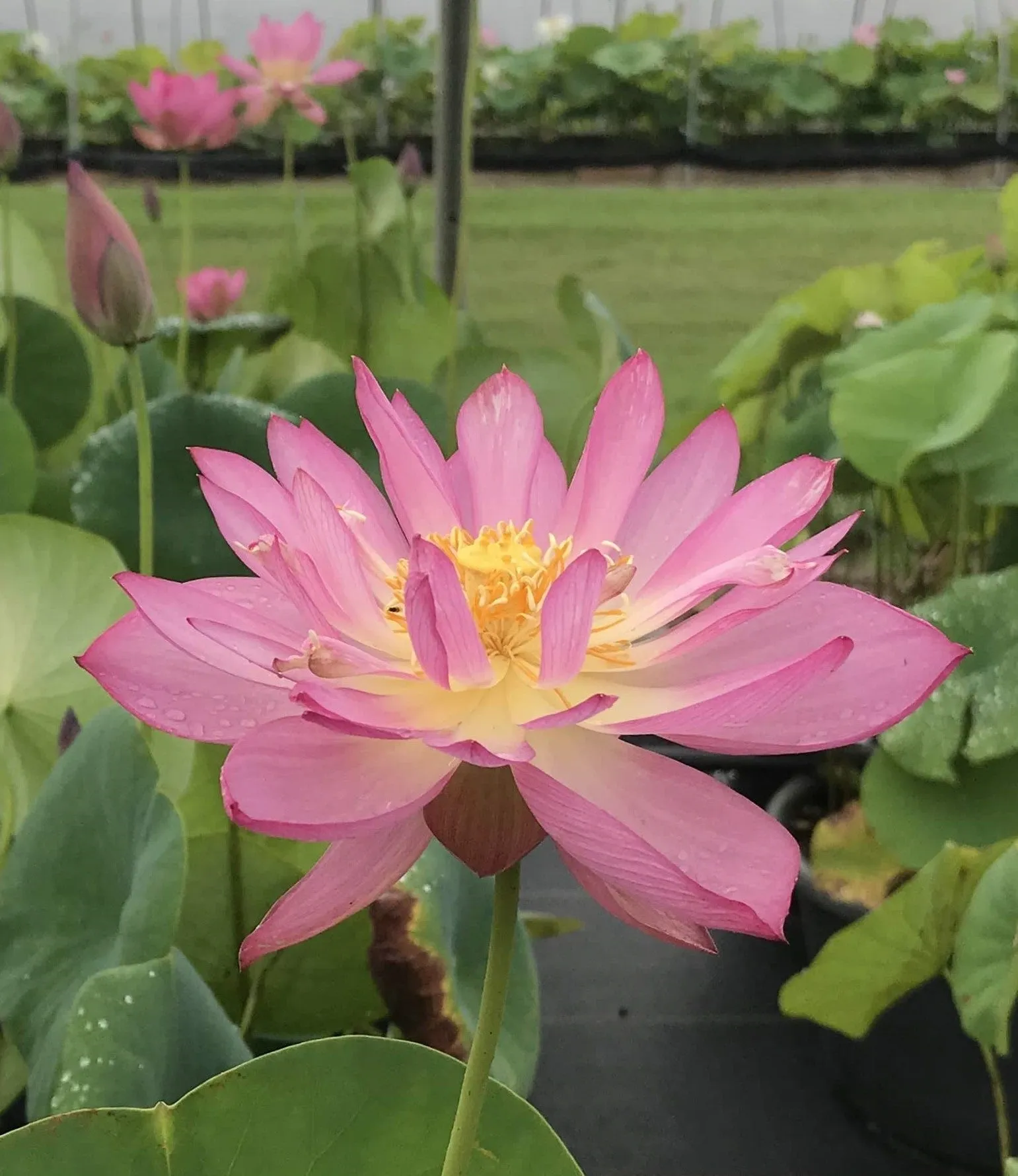 Sino American Red Lotus<br>Easy-Breezy Blooms!