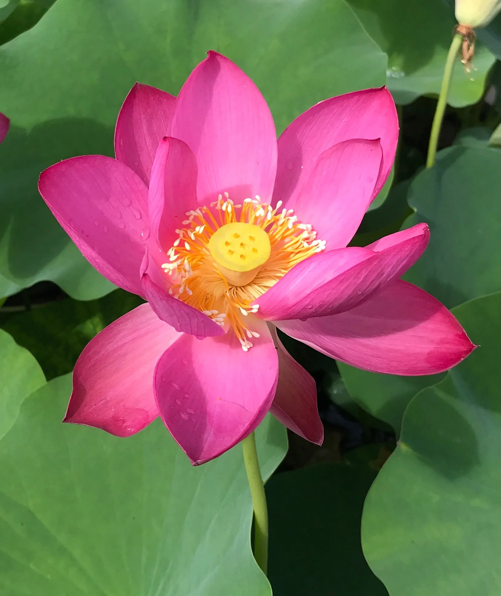 Slim Red Fingers  <br> Beautiful, unusual flowers!