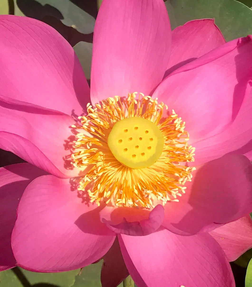 Slim Red Fingers  <br> Beautiful, unusual flowers!