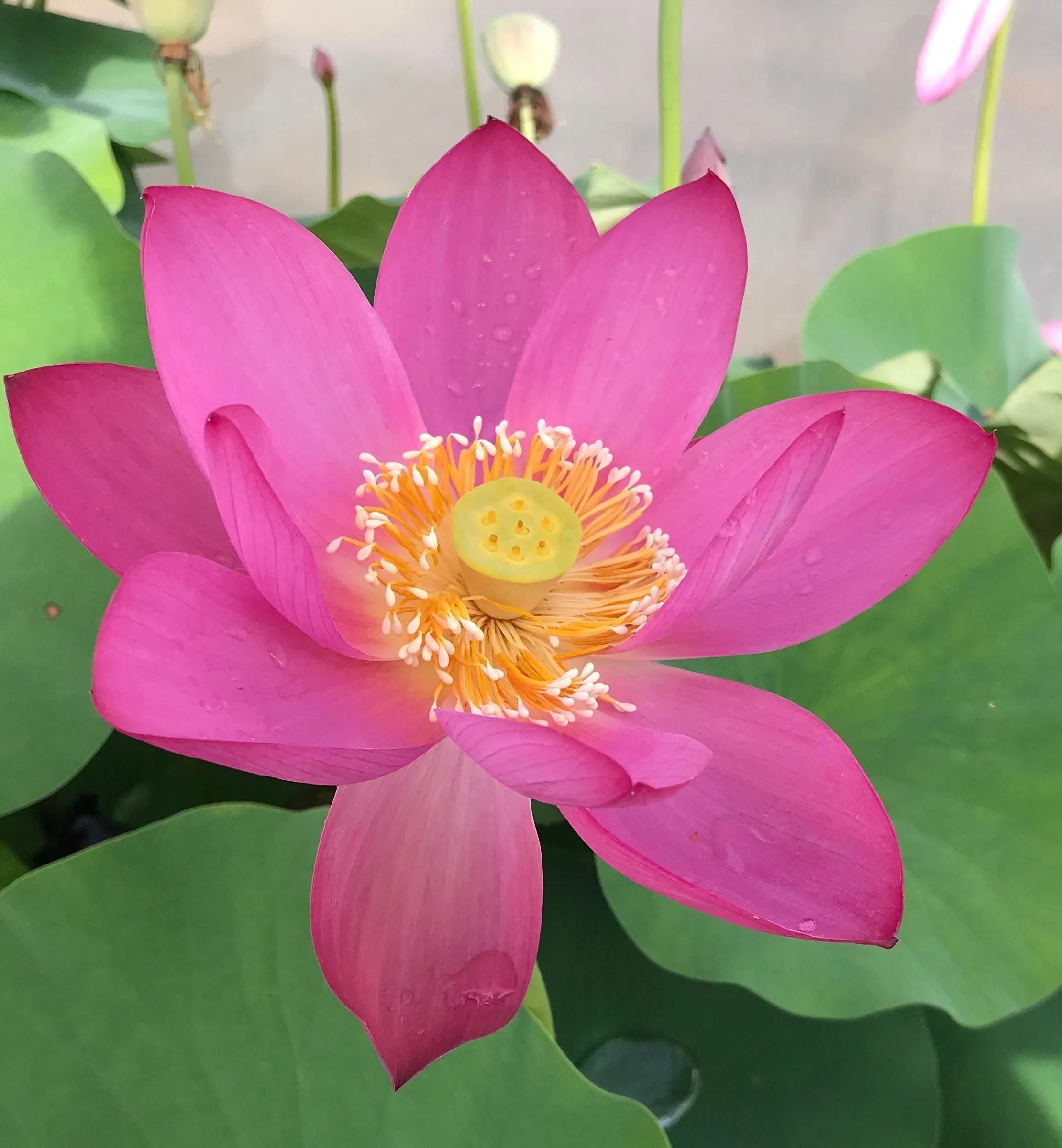 Slim Red Fingers  <br> Beautiful, unusual flowers!