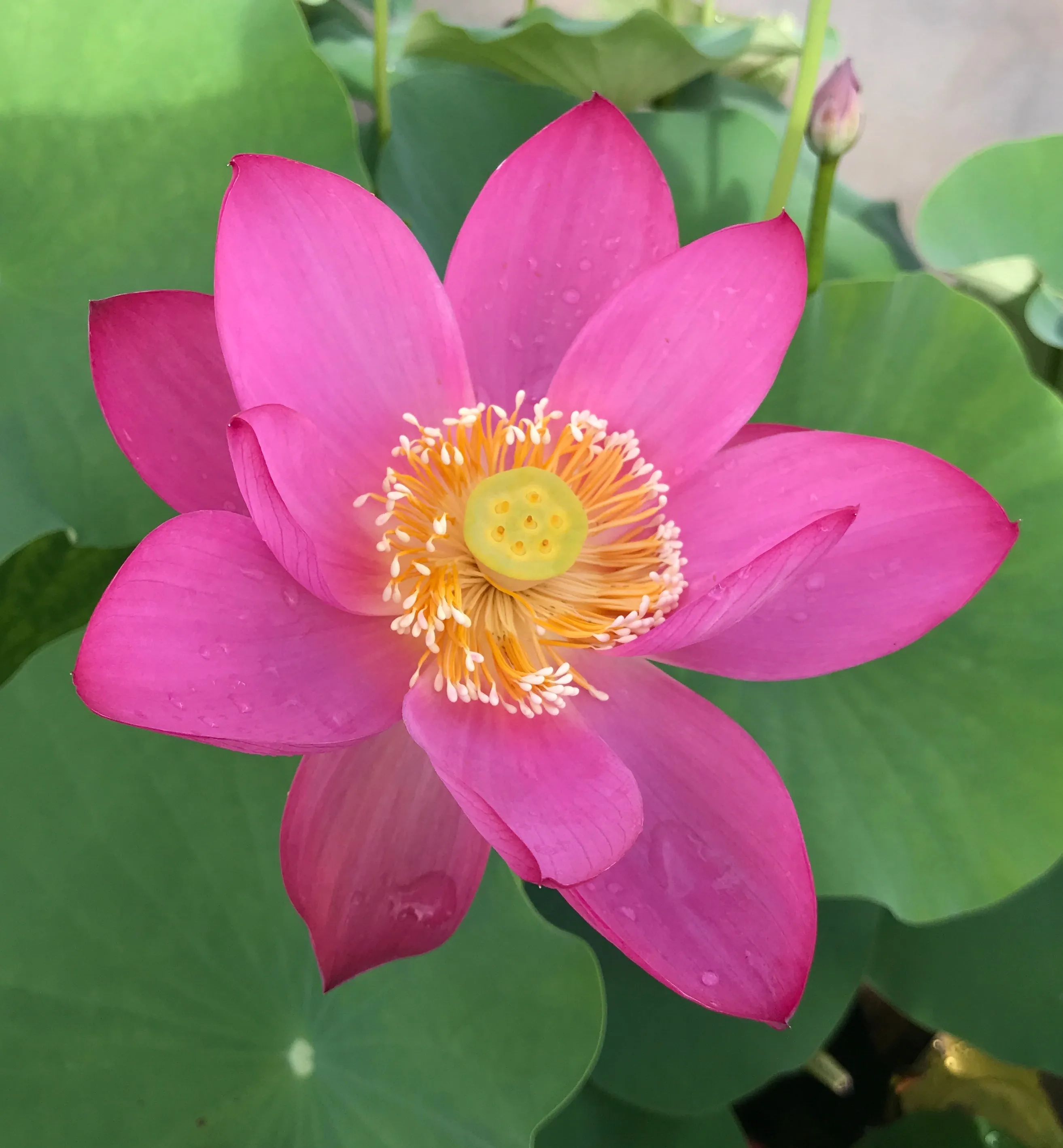 Slim Red Fingers  <br> Beautiful, unusual flowers!