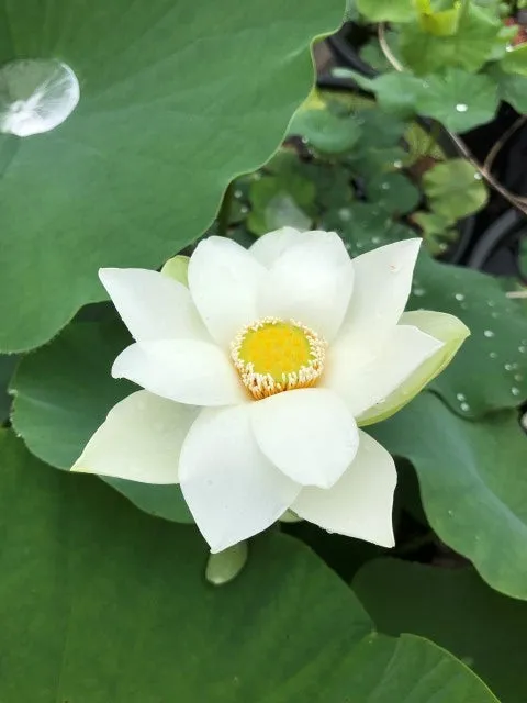 Snow Beauty Lotus  <br> Classic, white, single-petal!