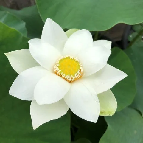 Snow Beauty Lotus  <br> Classic, white, single-petal!