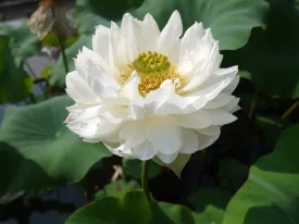 Snow Loving Lotus (Xue Ning)  <br>  Regal, white flowers!