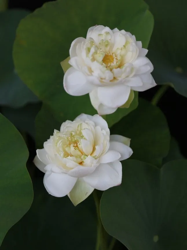 Snow White Lotus  <br>  Large /Angelic, white blooms!