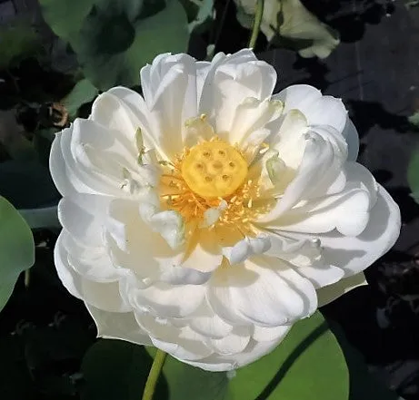 Snow White Lotus  <br>  Large /Angelic, white blooms!