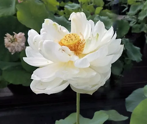 Snow White Lotus  <br>  Large /Angelic, white blooms!