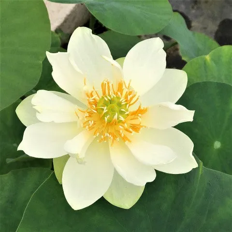 Star Of Green Bowl Lotus  <br>Heavy Bloomer! Early Bloomer!