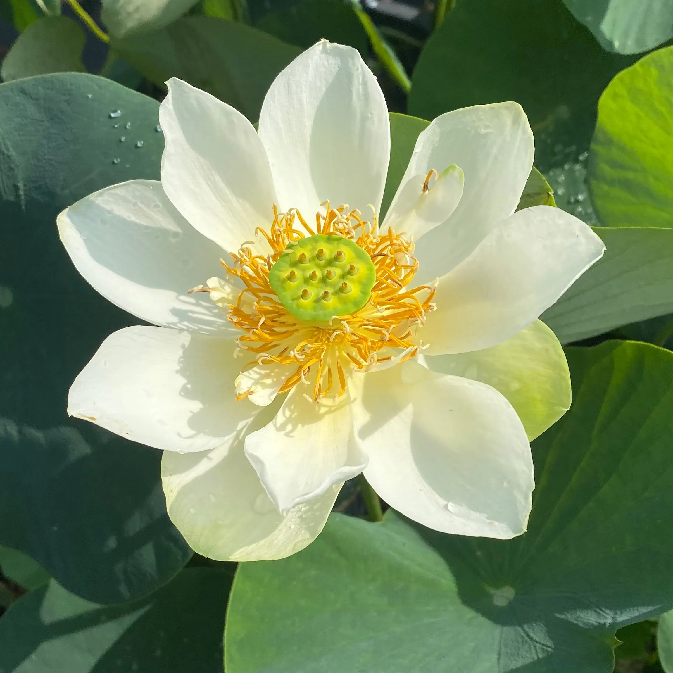 Star Of Green Bowl Lotus  <br>Heavy Bloomer! Early Bloomer!