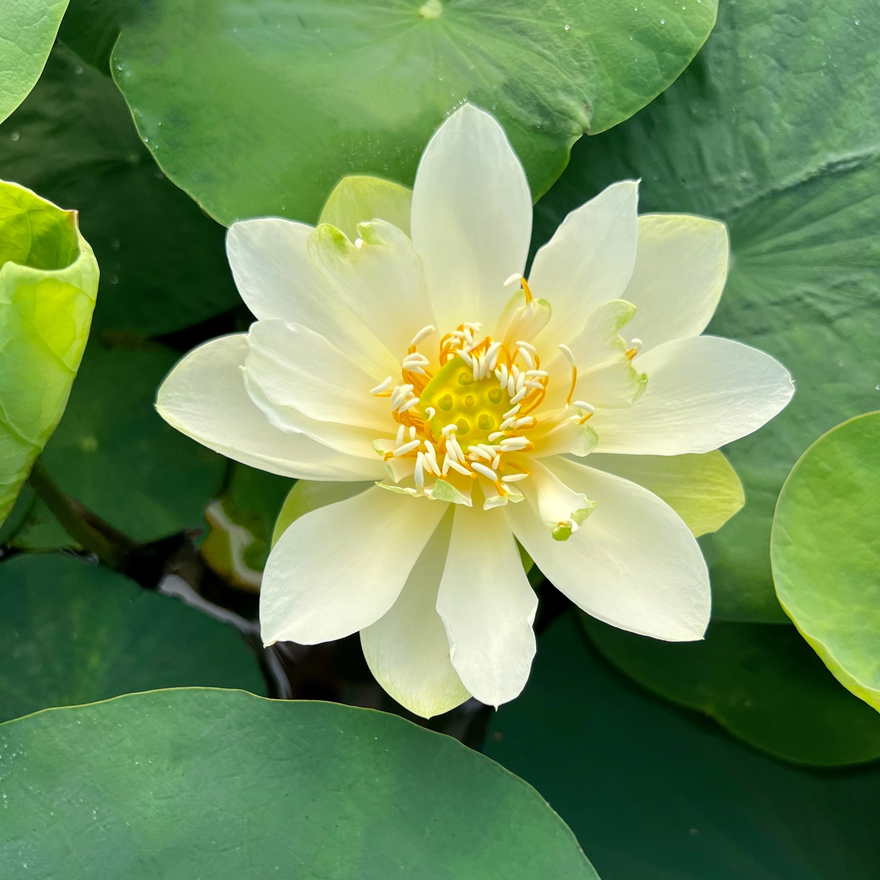 Star Of Green Bowl Lotus  <br>Heavy Bloomer! Early Bloomer!