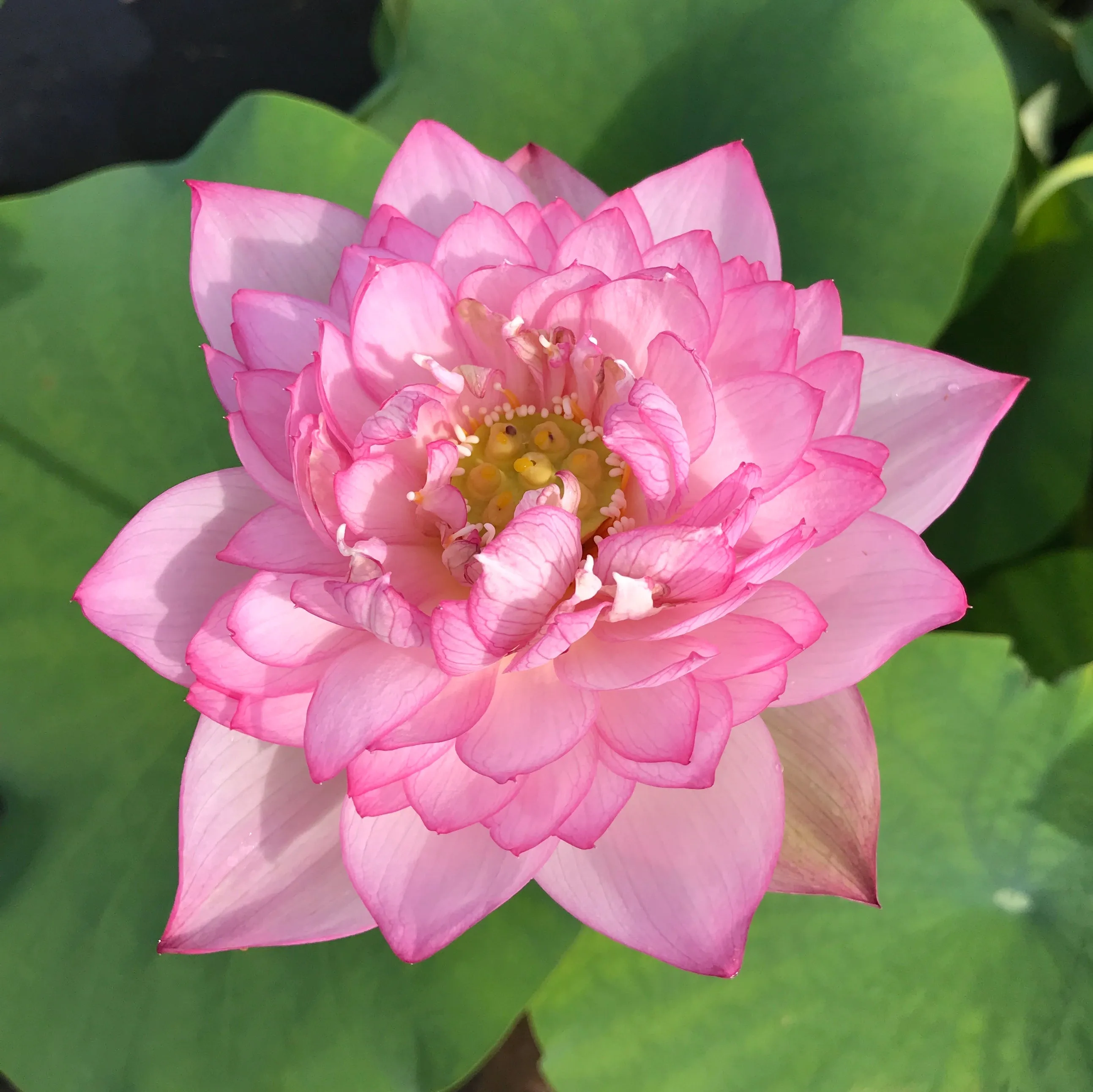 Star Of Yaochi Lotus