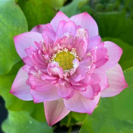 Star Of Yaochi Lotus