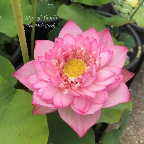 Star Of Yaochi Lotus