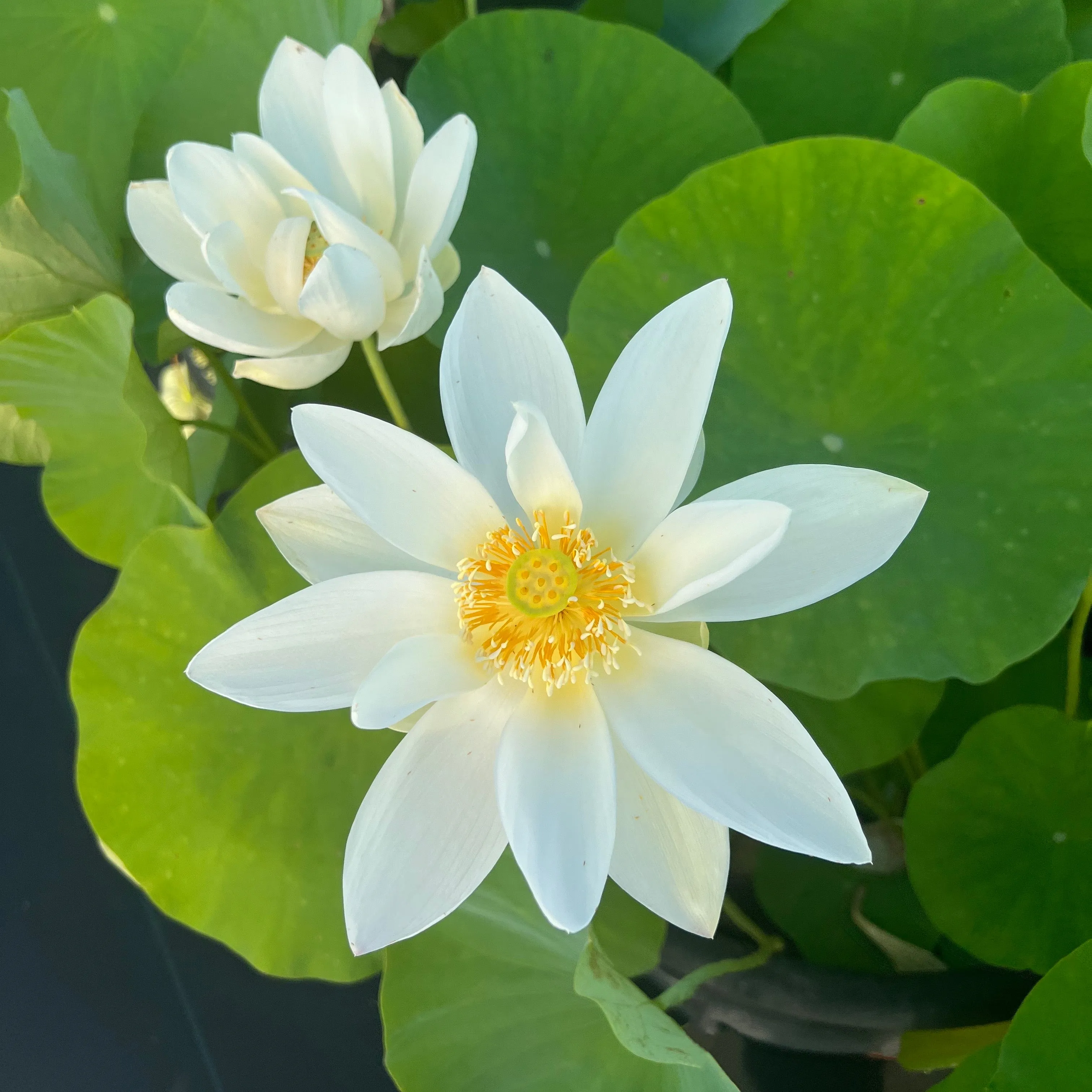 Sun On Snow Lotus  <br>  Peace, tranquility and beauty!