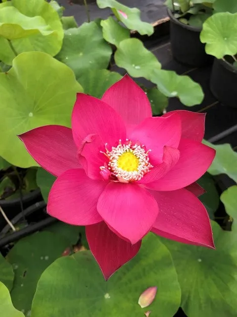 Stunning Single-Petal Red Titan Lotus