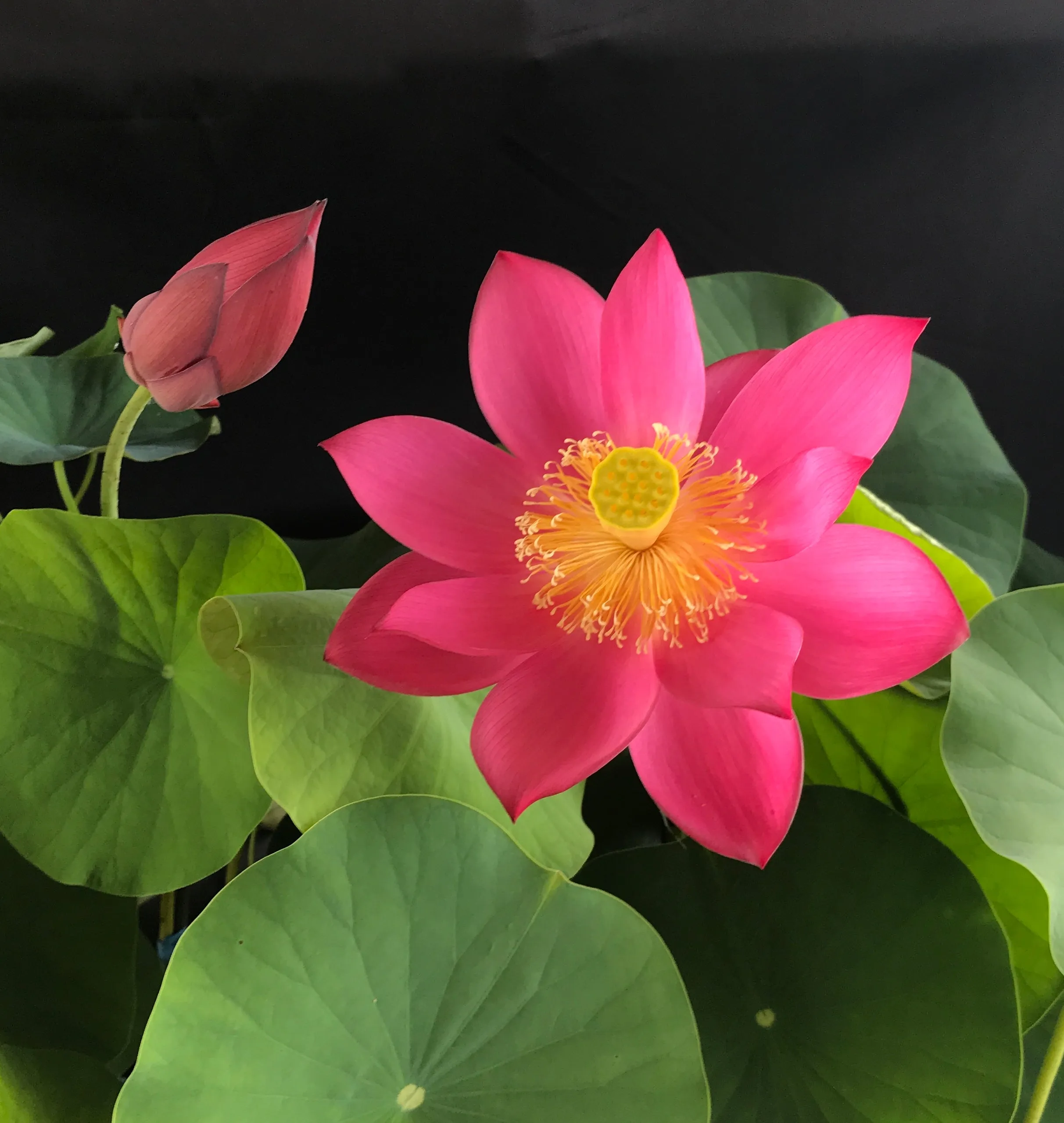 Stunning Single-Petal Red Titan Lotus