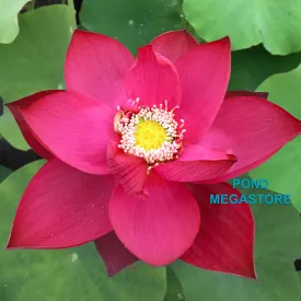 Stunning Single-Petal Red Titan Lotus