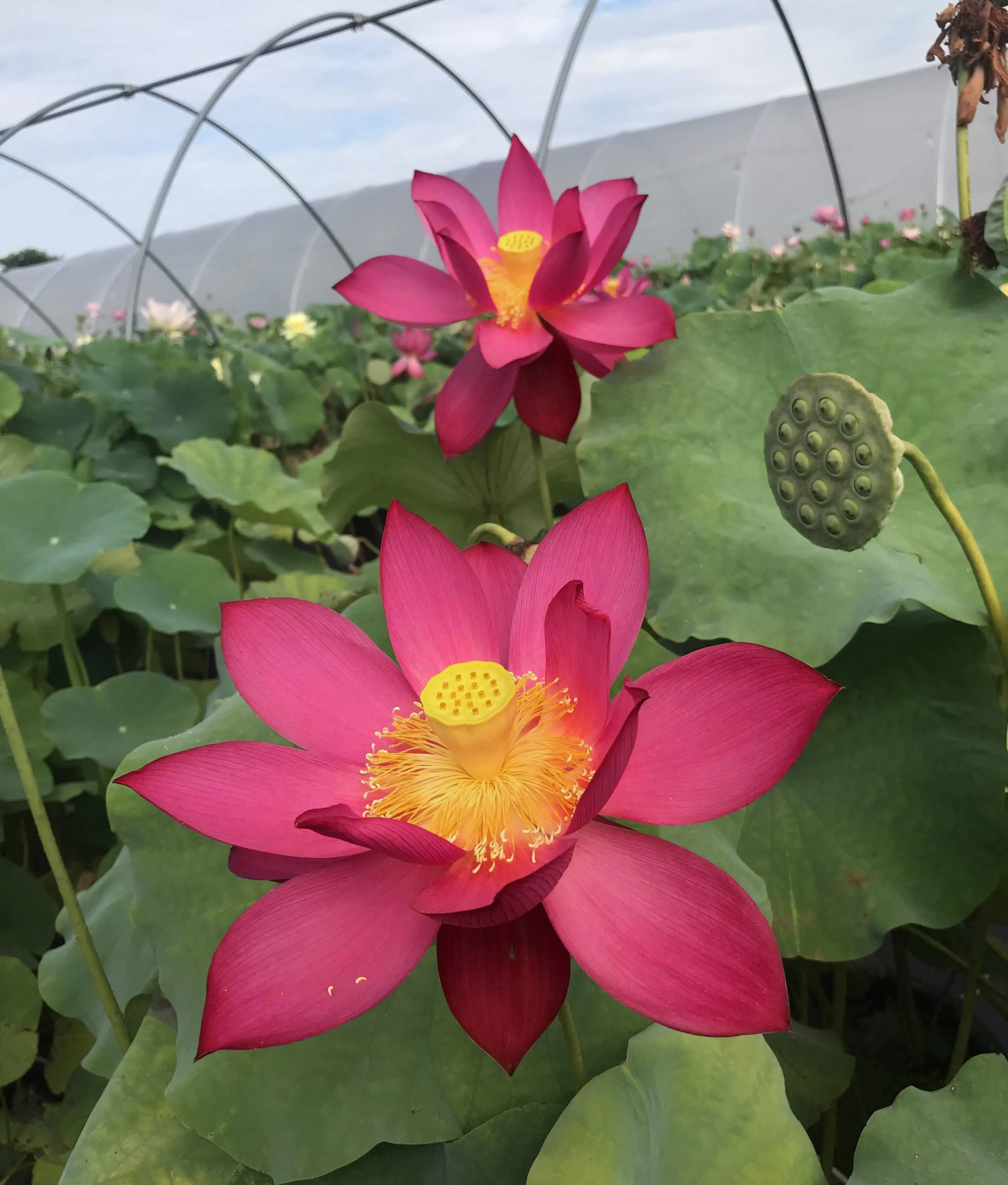 Stunning Single-Petal Red Titan Lotus