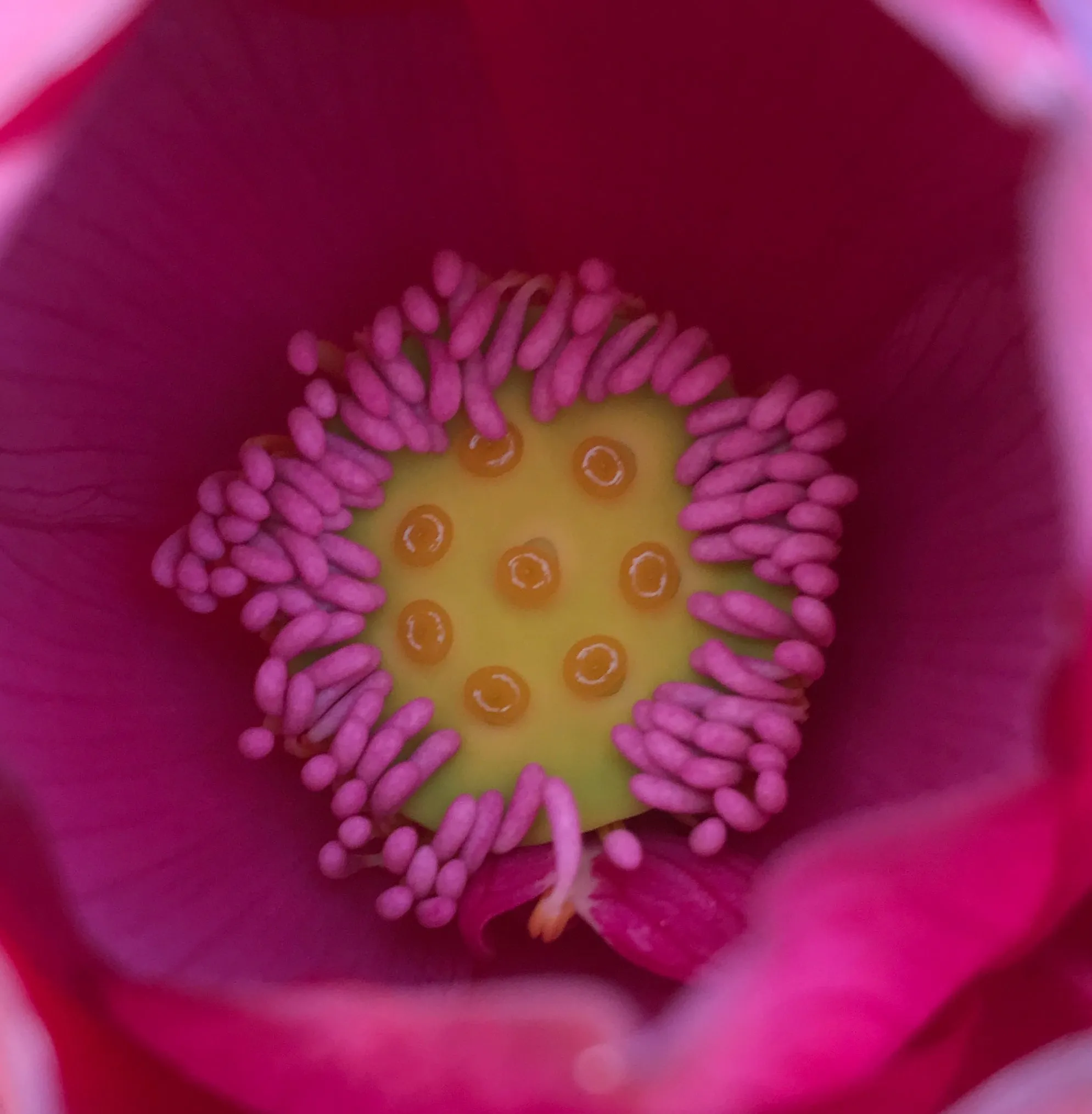 Stunning Single-Petal Red Titan Lotus