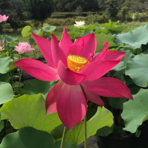 Stunning Single-Petal Red Titan Lotus