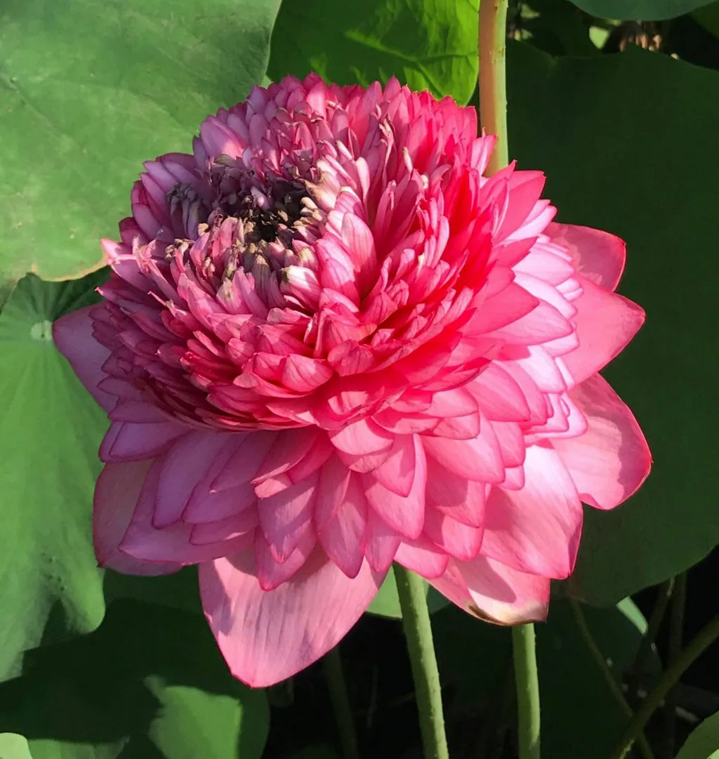 Ultimate 1000 Petal Lotus <br>  Lush, rich, full blooms!