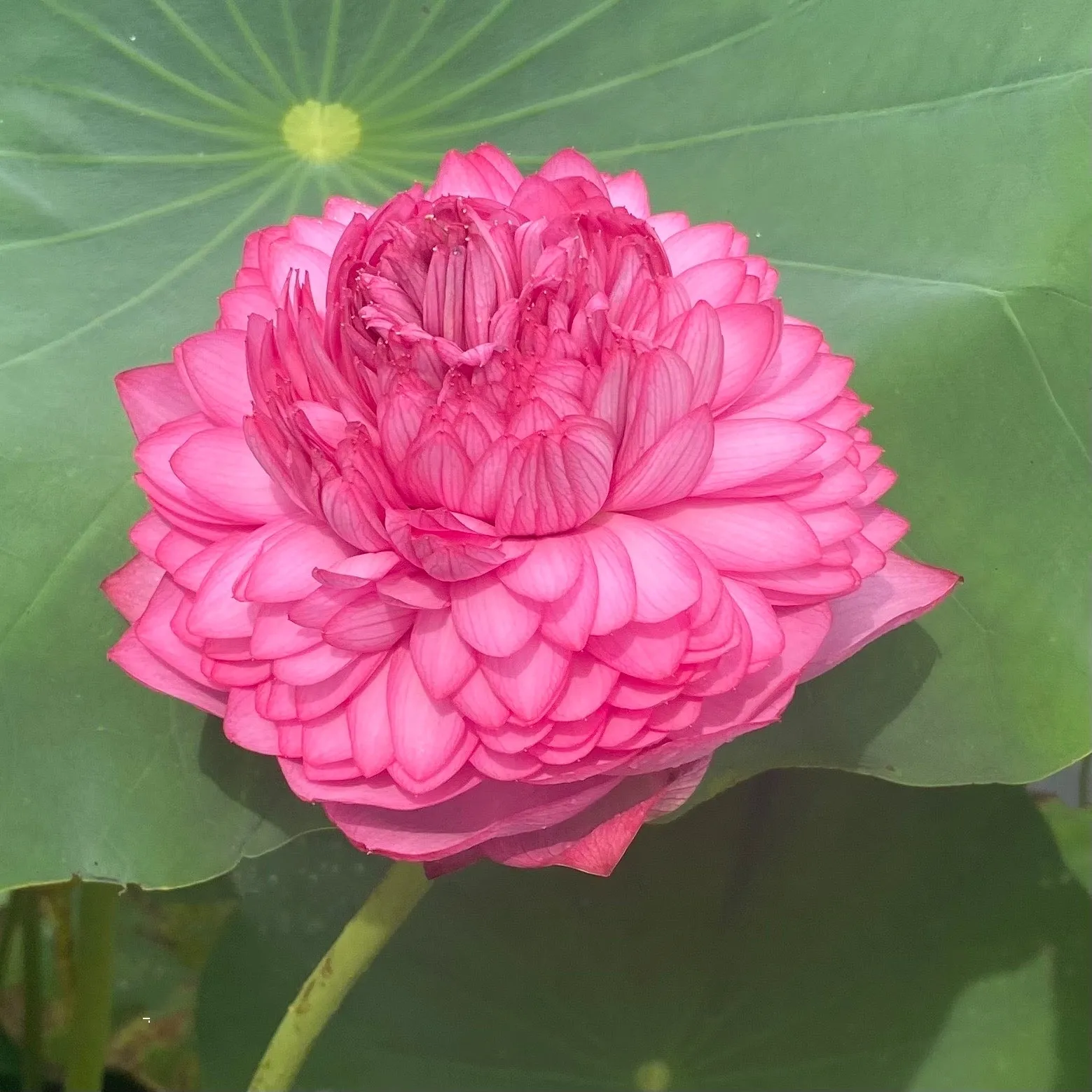 Ultimate 1000 Petal Lotus <br>  Lush, rich, full blooms!